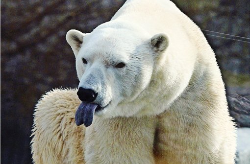 Die Jacke eines Besuchers ist  dem Eisbären Anton zum Verhängnis geworden. Foto: Zweygarth
