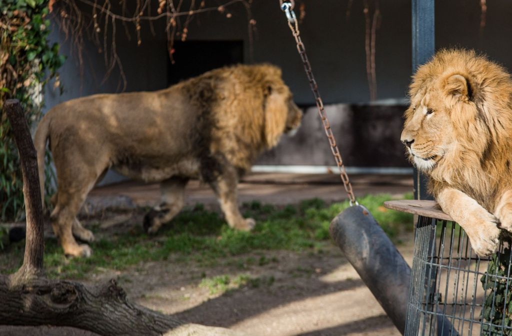Asiatische Löwen sind stark bedroht. Darum will der Zoo die Tiere irgendwann züchten.