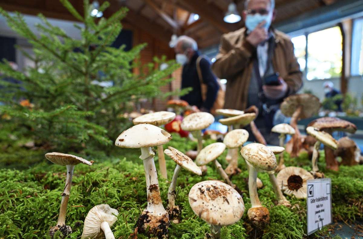 Die arrangierten Pilze aus dem Schwäbischen Wald, die es in der Schwalbenflughalle zu sehen gibt, sind allesamt beschriftet