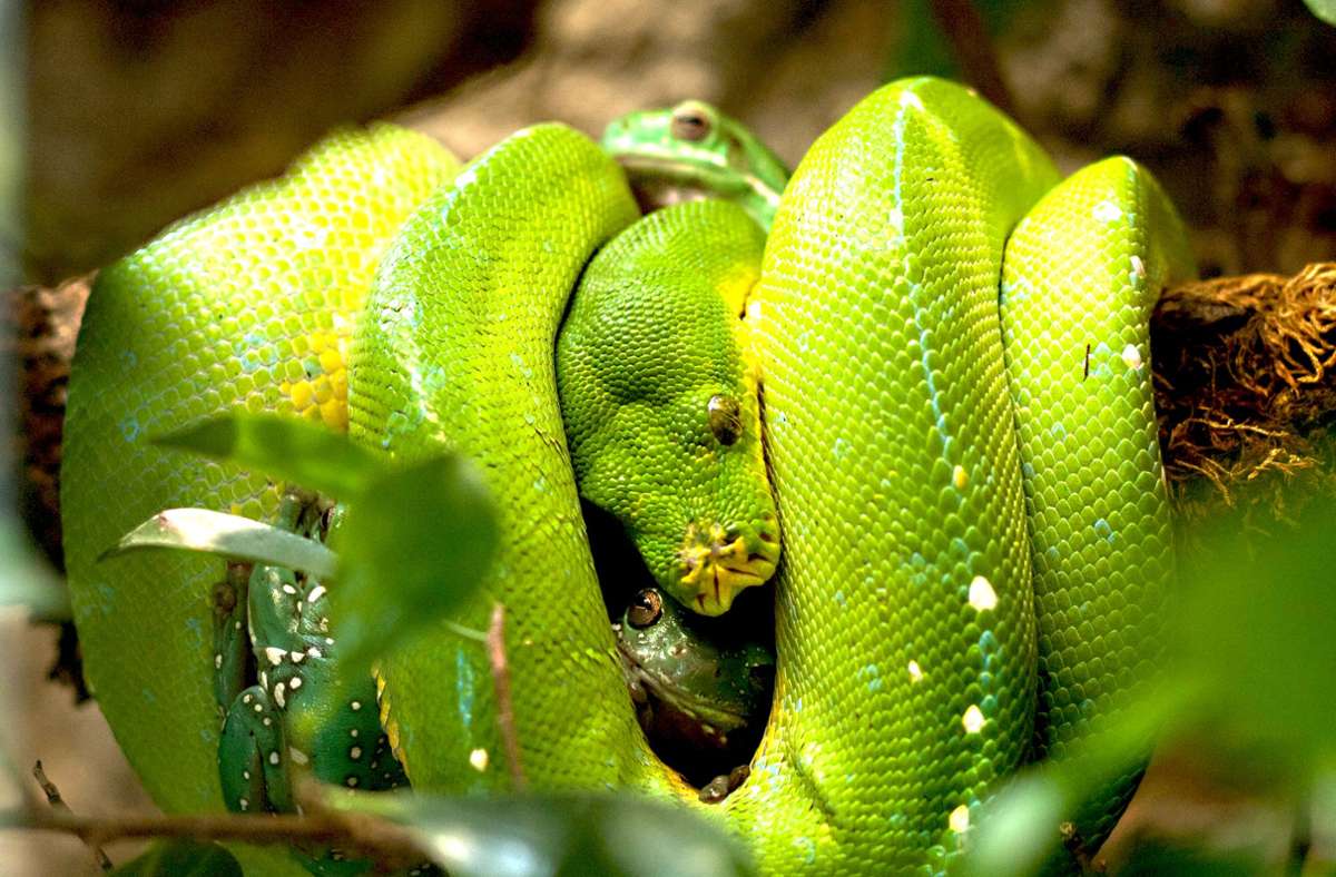Beim Thementag in  der  Wilhelma gibt es Pythonschlangen  zu erleben. Im Bild ein grüner Baumpython. Foto: Wilhelma/Inga Dauter