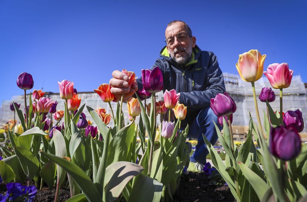 Er kennt nicht jede Tulpe persönlich, aber doch ziemlich viele: Blüba-Chef Volker Kugel.