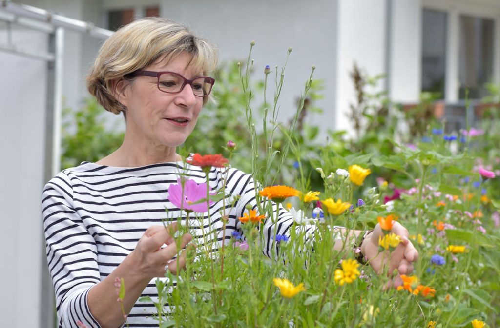 Die StZ-Autorin Hilke Lorenz freut sich über tiefblaue Kornblumen und die gelbe Ringelblume, die in ihrem Balkonkasten wächst.