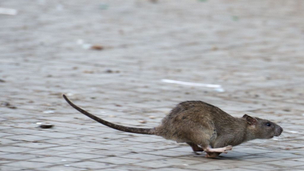 Ungewöhnliche Brandeinsätze: Kampf gegen Ratten hat  böse Folgen