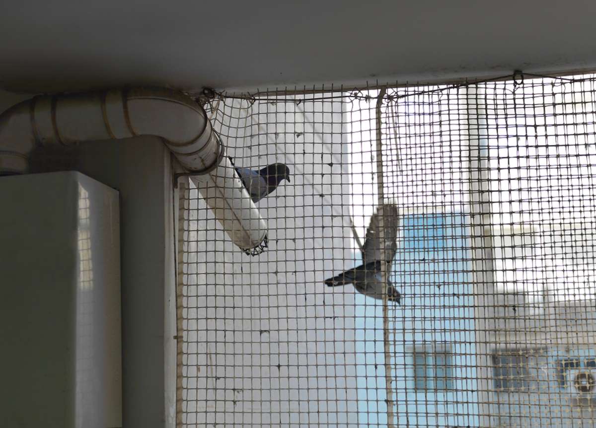 Vorschaubild zum Artikel Vögel und Tauben vom Balkon fernhalten