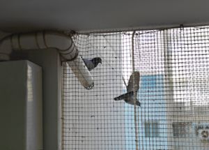 Tauben und Vögel vom Balkon fernhalten