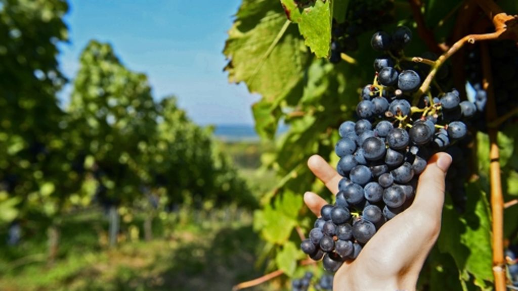 Weinbauverband: Württemberger warten auf Sonne