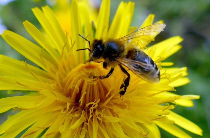 Bienenexpertin Sabine Holmgeirsson: Warum Wildbienen so enorm wichtig sind für die Menschen