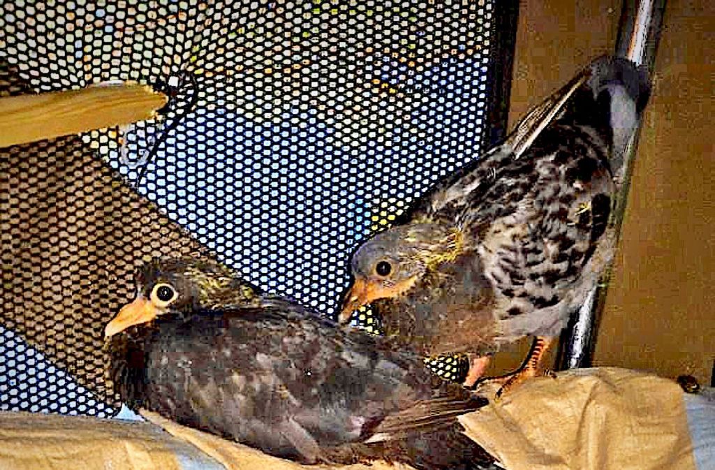 Diese geretteten jungen Tauben aus Zuffenhausen werden nun aufgepäppelt Foto: Verein Stadttauben