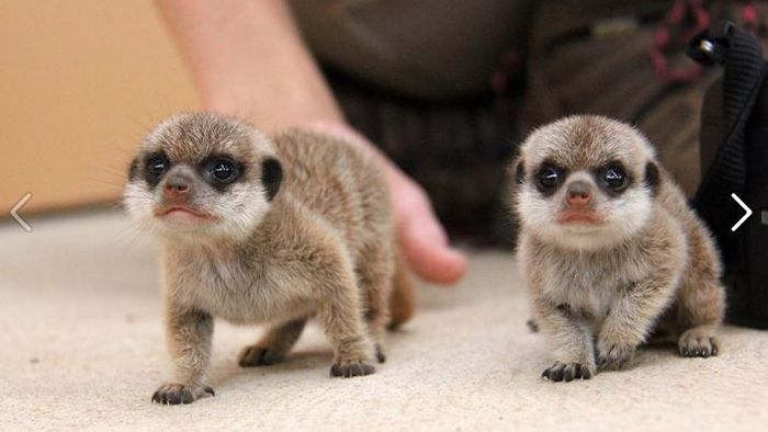Taronga-Zoo in Sydney: So süß sind Baby-Erdmännchen - Nachrichten