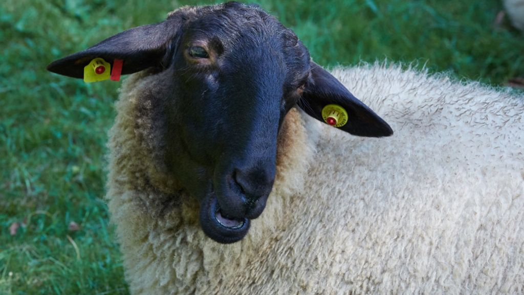 Unterfranken: Mysteriöses Schaf verunsichert Autofahrer