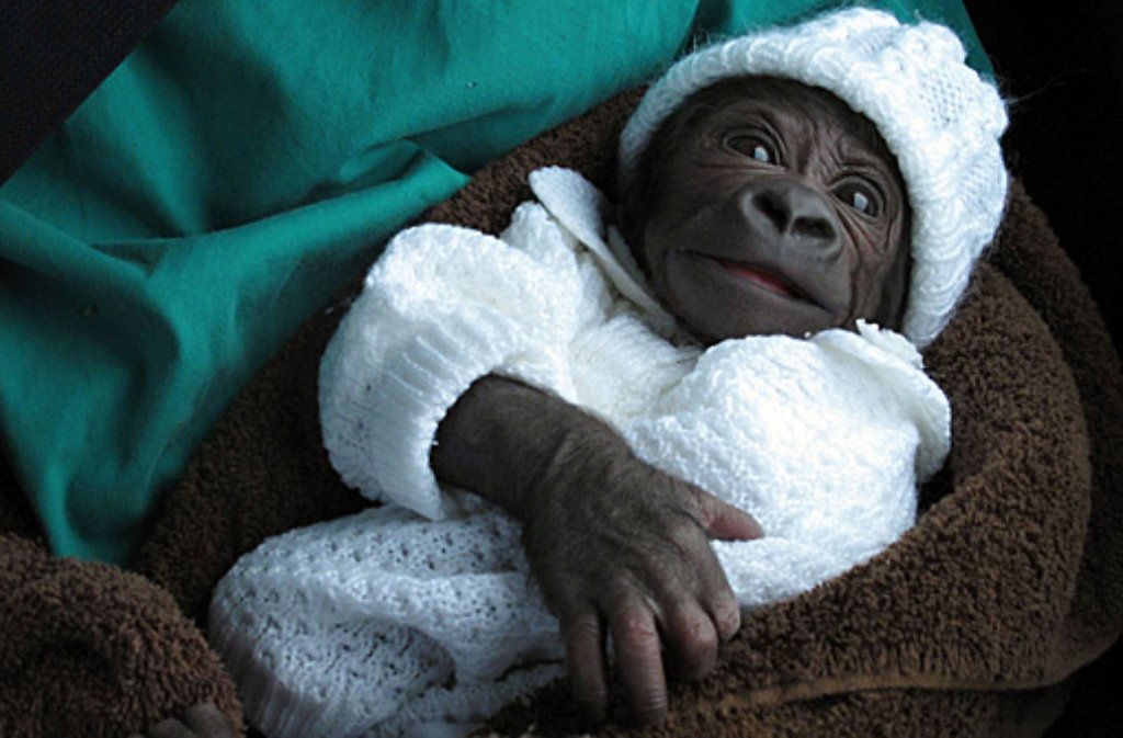 Gorilla-Baby Tano, nachdem er frisch in die Wilhelma gekommen war.