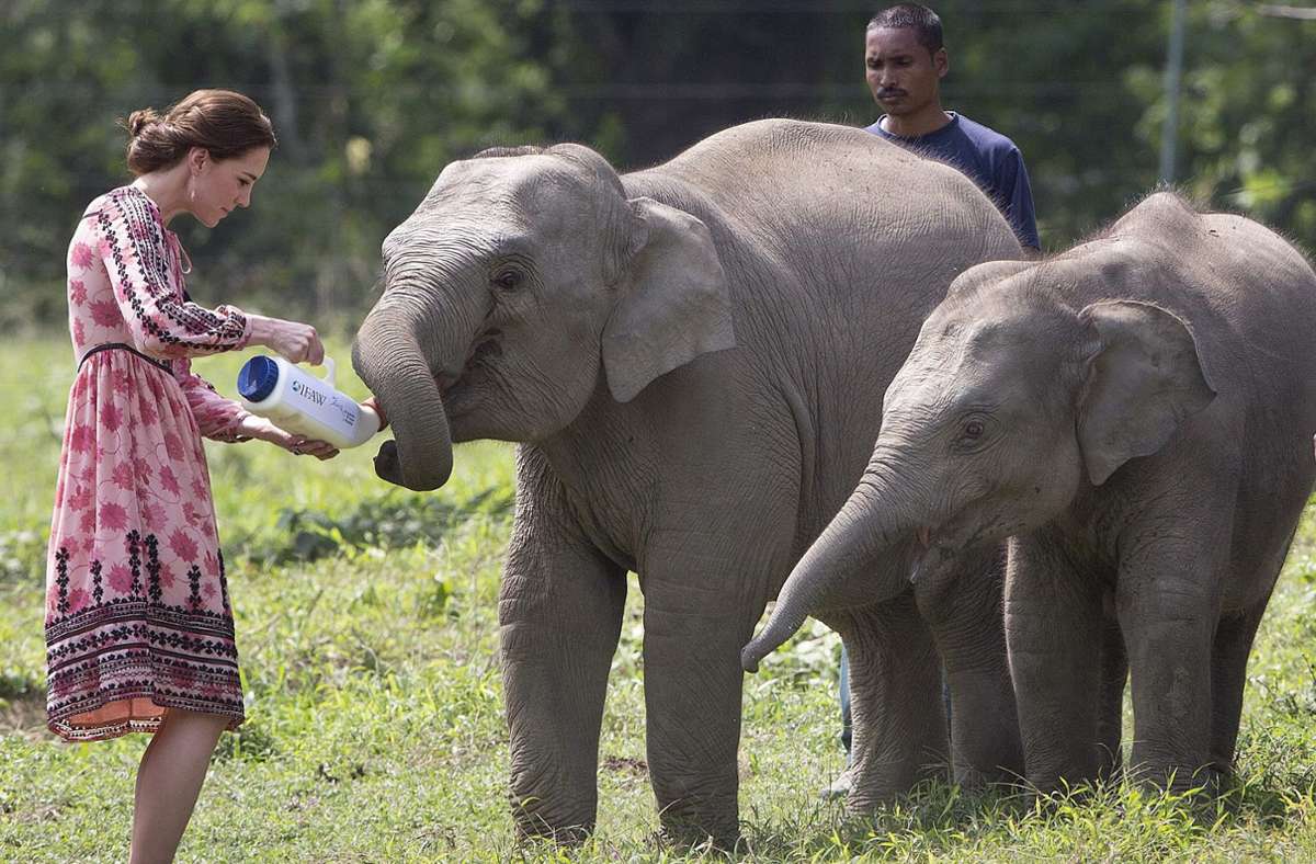 Wasser für die Elefanten: 2016 reisten Herzogin Kate und Prinz William durch Indien. Das Ethnokleid (etwa 89 Euro) vom Günstig-Label Topshop war damals innerhalb kürzester Zeit ausverkauft.