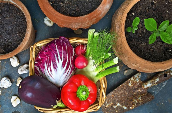 Gemüseanbau auf dem Balkon: „Anfänger sollten mit Radieschen anfangen“