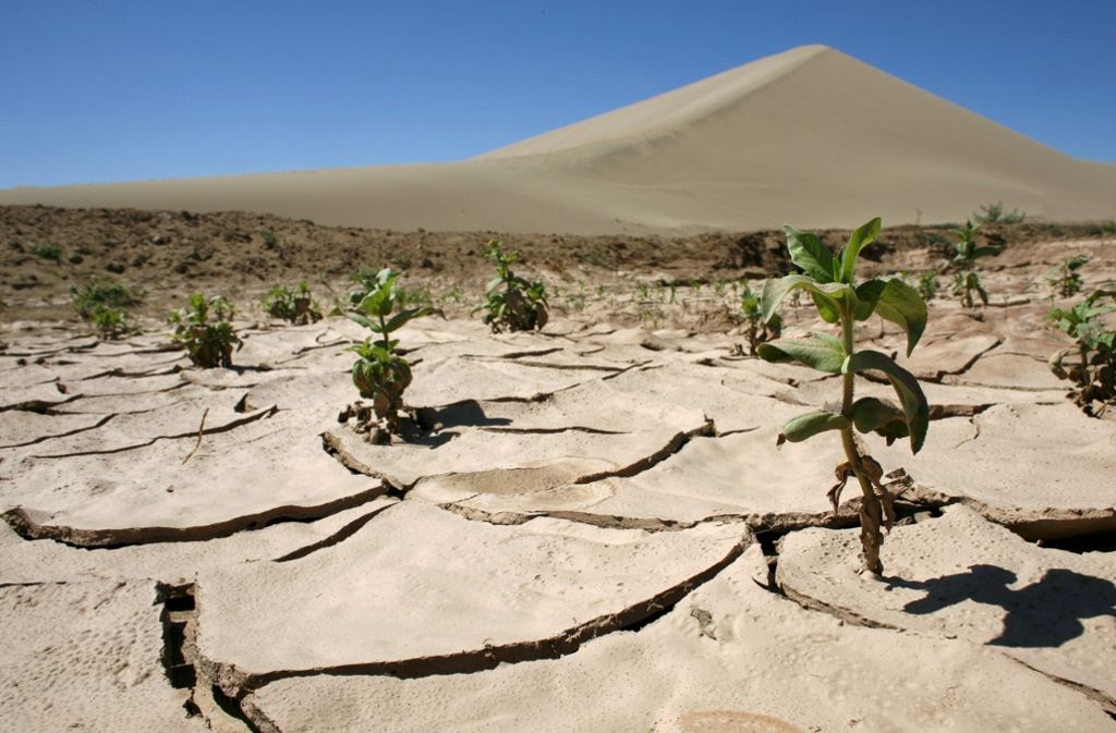 China: Nur wenige Pflanzen wachsen auf dem ausgetrockneten Boden der Wüste in der Nähe der Oasenstadt Dunhuang. Millionen hungernde Menschen sind auf der Suche nach einer neuen Heimat – in einem brutalen Kampf um die verbleibenden Ressourcen in den trockenen Zonen der Welt.