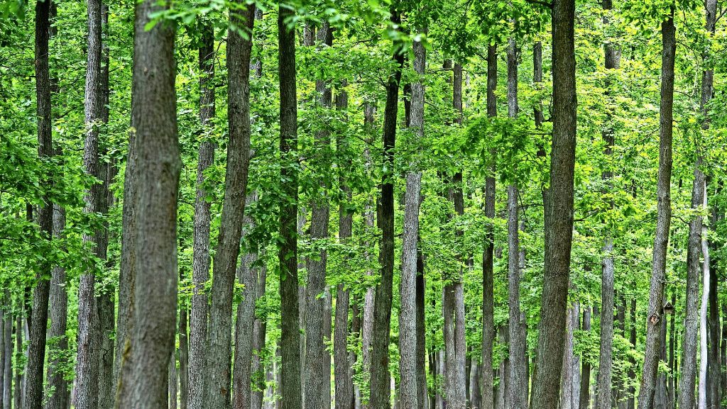 Neue Bäume in Leonberger Wald: Folgen von Orkan Lothar werden beseitigt