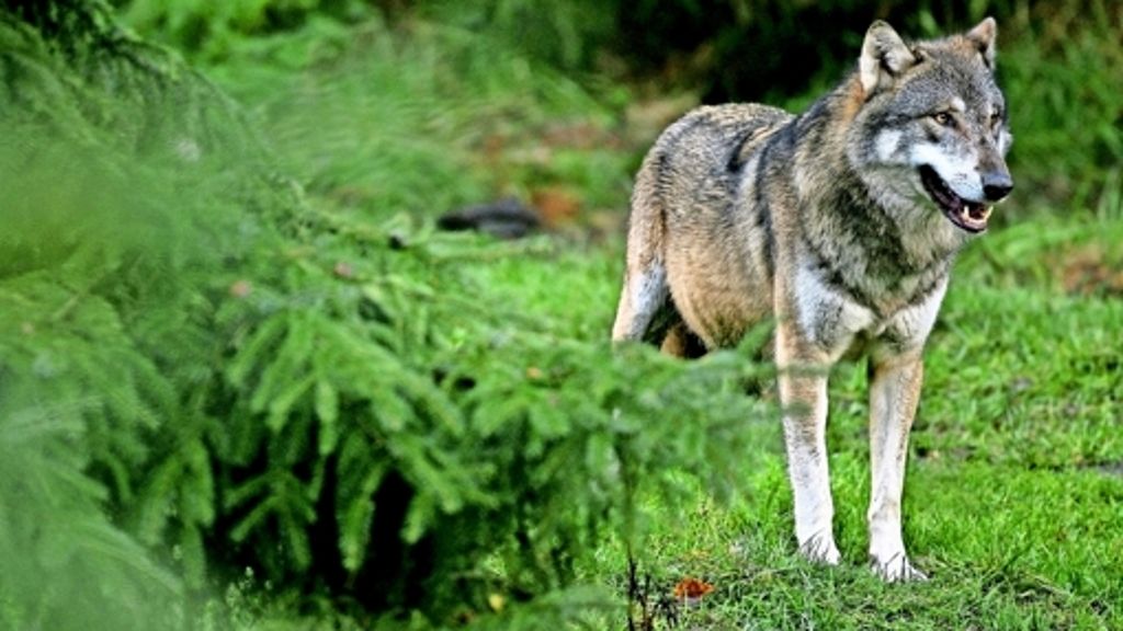 Wolf, Bär & Luchs: Die großen Räuber kehren zurück