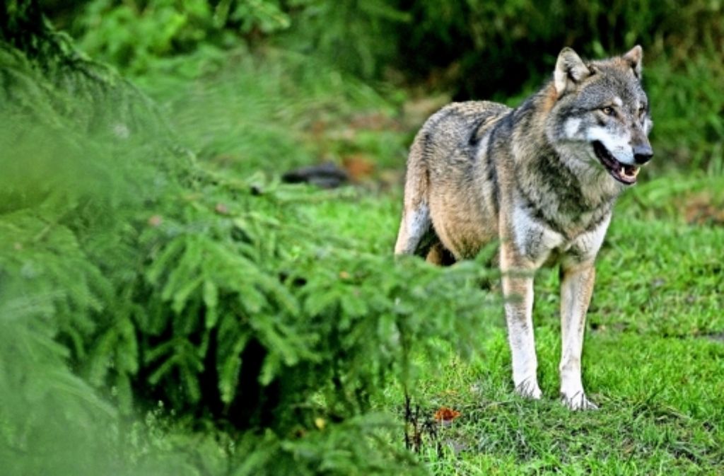 Der Wolf ist in Deutschland wieder heimisch. Auch Luchs, Vielfraß und Bär gibt es vielerorts in Europa – wir zeigen sie in einer Bildergalerie. Foto: dpa