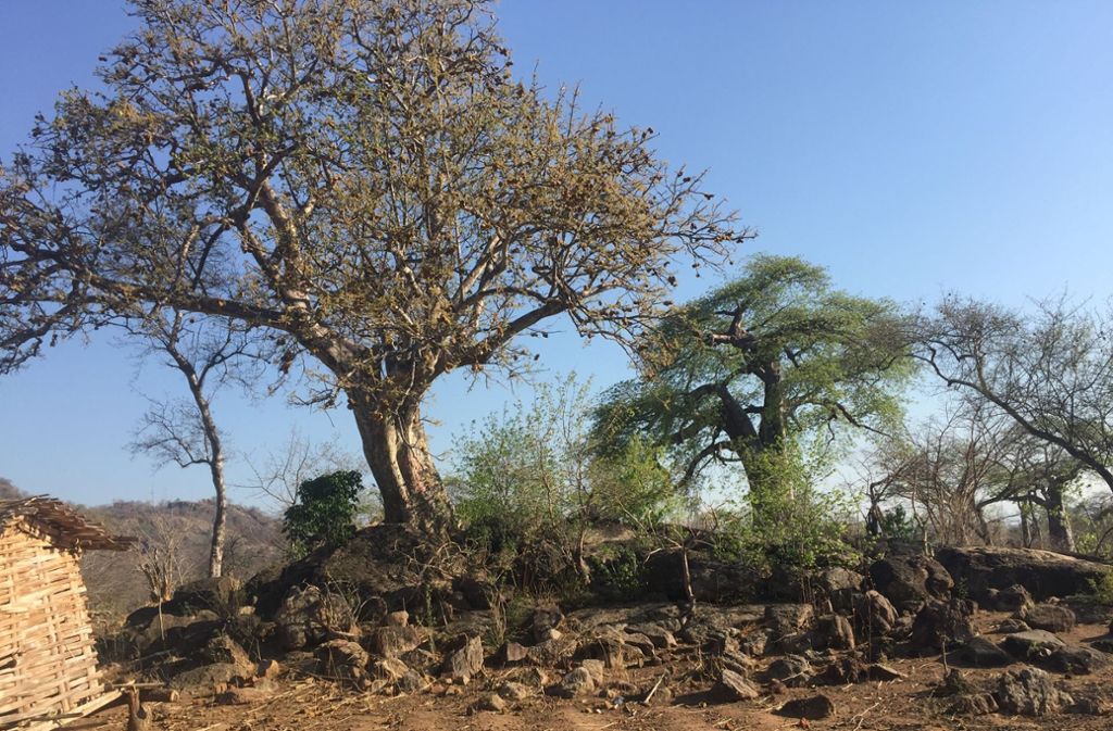 Baobab können zweitausend Jahre alt werden. Unter ihren ausschweifenden Kronen werden oft Versammlungen abgehalten. In Südafrika gibt es eine Bar im Innern eines berühmten Baobab namens Platland-Tree.
