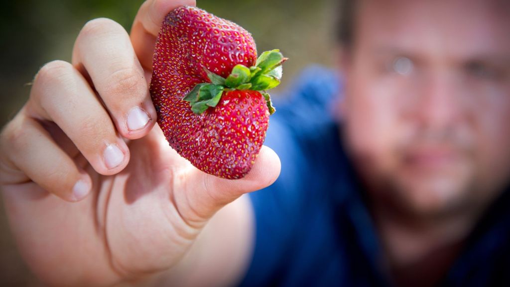 Nähnadeln in Erdbeeren: Australier geschockt: Erdbeeren voller Nadeln