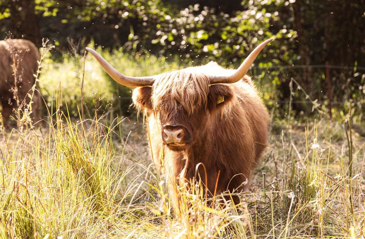 Im Goldersbachtal im Schönbuch grast derzeit eine Herde von schottischen Hochlandrindern.