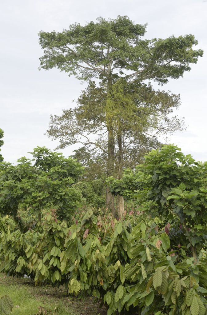 Eine Besonderheit des Agroforstsystems ist, dass größere Bäume den kleineren Kakaopflanzen Schatten spenden.
