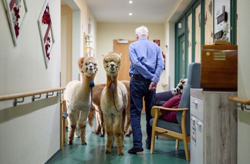 Lamas und Alpakas besuchen die Senioren in einem Heim in Thüringen. Foto: dpa/Daniel Vogl