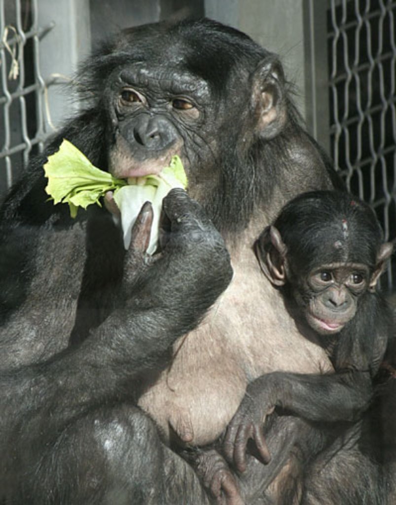 16 Köpfe zählt die Bonobogruppe in der Wilhelma und ist damit derzeit die Größte in einem Zoo. Verwunderlich ist der Kindersegen nicht, bauen die Primaten doch Spannungen in der Gruppe durch Sex ab. Dennoch ist ihr Bestand in freier Wildbahn stark gefährdet.