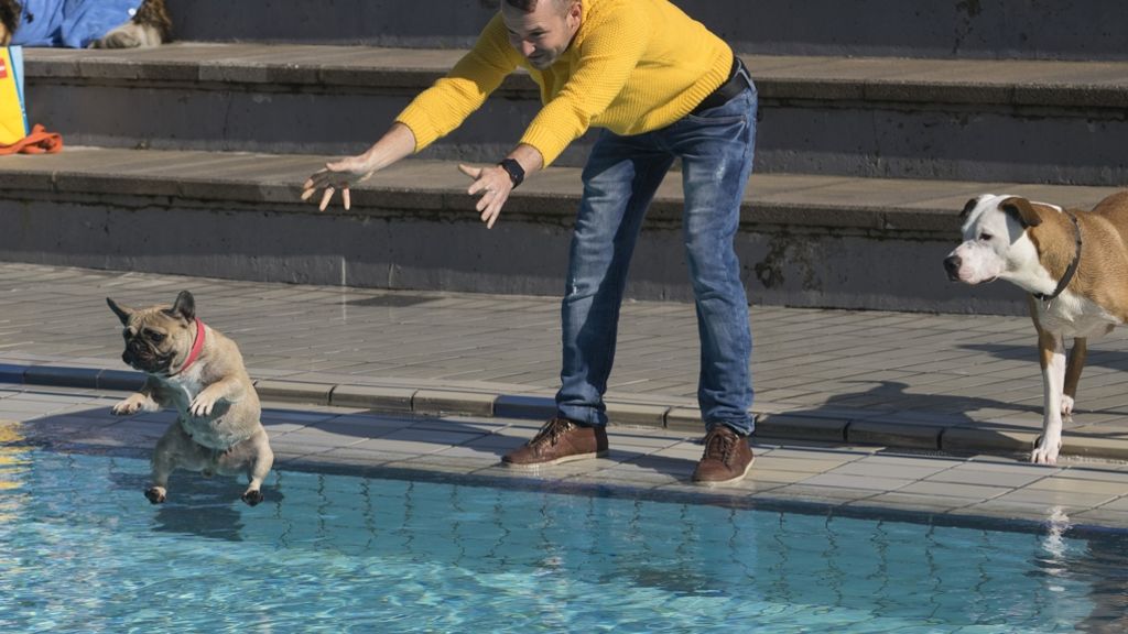 Hundeschwimmen in Ludwigsburg: Die Vierbeiner stürmen das Freibad