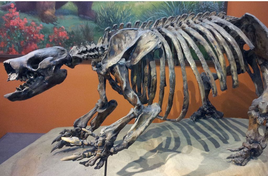 Skelettrekonstruktion eines Paramylodons in San Diego. Diese kleine urzeitliche Faultiere lebten in Nordamerika.