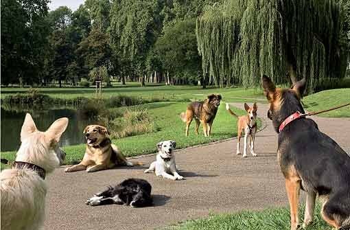 Siesta im Schlossgarten: fünf Hunde sind unangeleint. Das macht 250 Euro Bußgeld plus Bearbeitungsgebühr. Foto: Steffen Burger