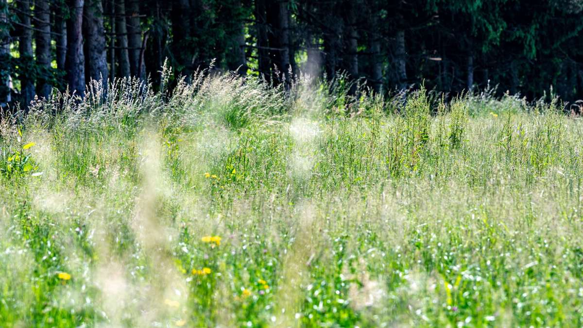 Allergiker leiden in Baden-Württemberg: DWD: Gräserpollen auf sehr hohem Niveau
