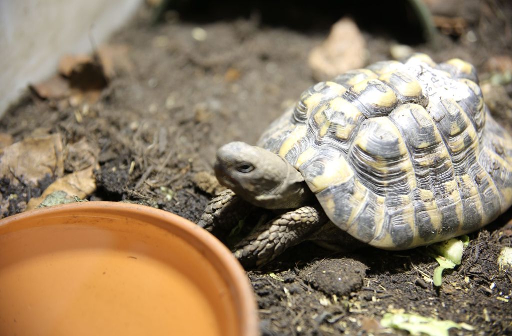 Griechische Landschildkröten werden bis zu 80 Jahre alt und brauchen viel Platz, auch im Freien.