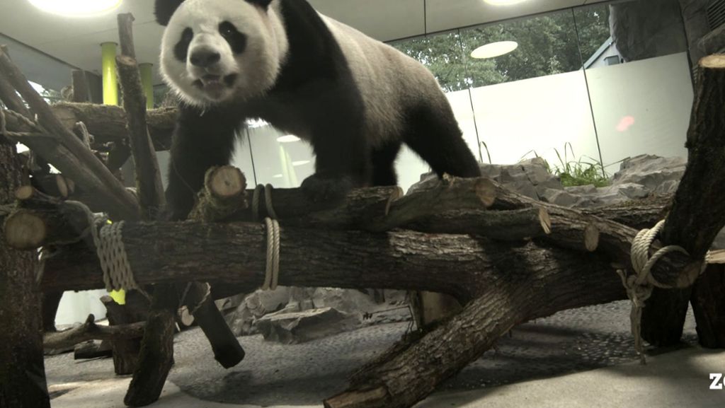 Neue Attraktion im Zoo Berlin: Ein Staatsakt für die  Pandas