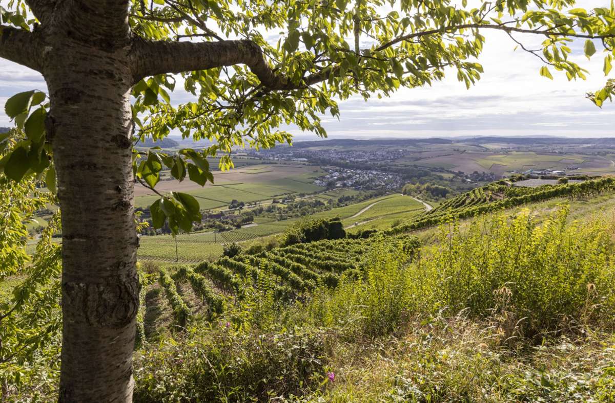 Auch im Herbst noch ein Genuss: Wanderer auf dem Wein-Lese-Weg können ihren Blick über das Bottwartal schweifen lassen.
