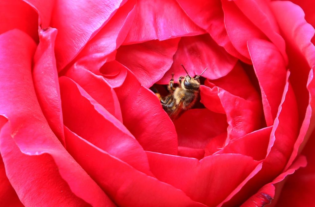 Blütenträume einer Biene
