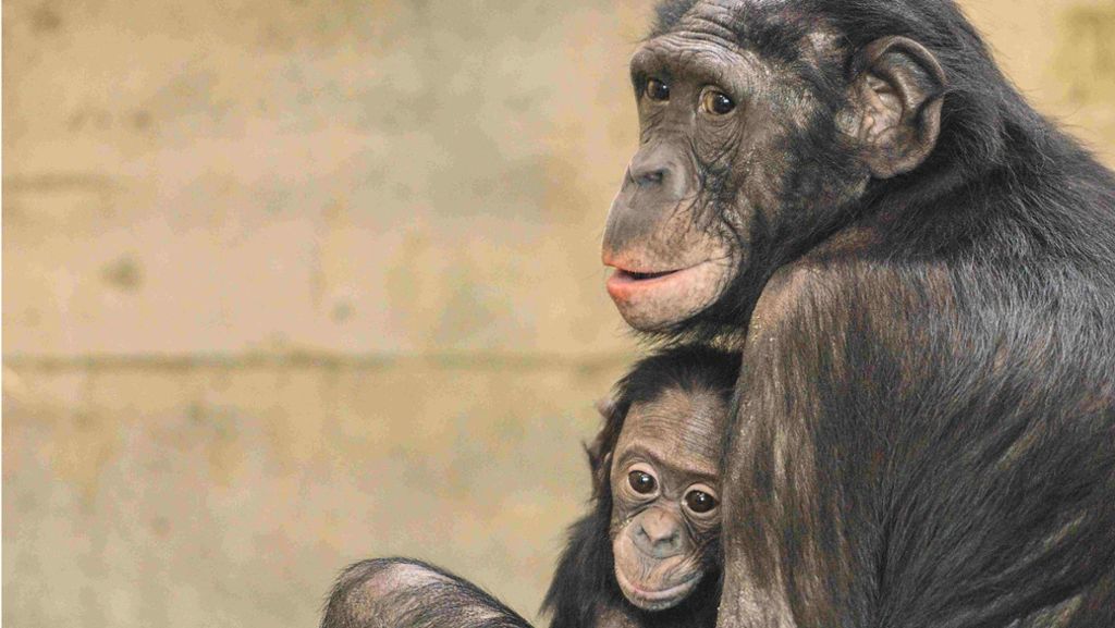 Stuttgarter Wilhelma: Abschied von drei Bonobos