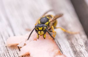 Wie lange leben Wespen?
