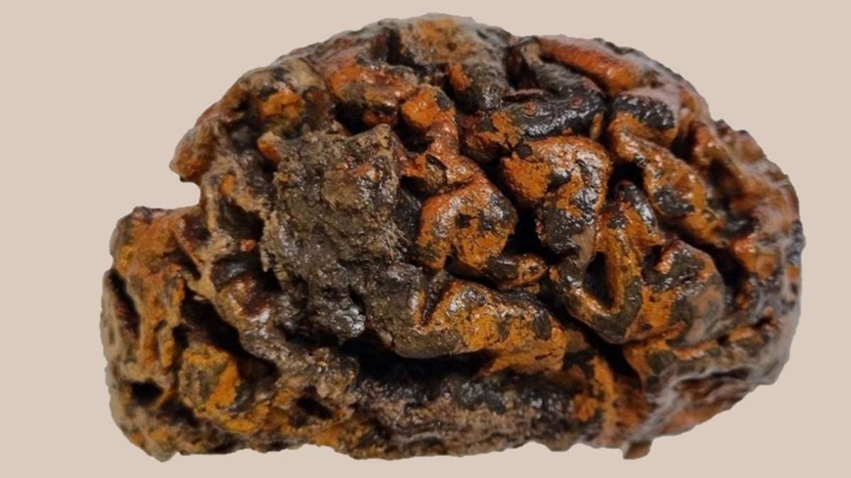 Erstes Archiv von natürlich konservierten Gehirnen: Das Rätsel der mumifizierten Gehirne