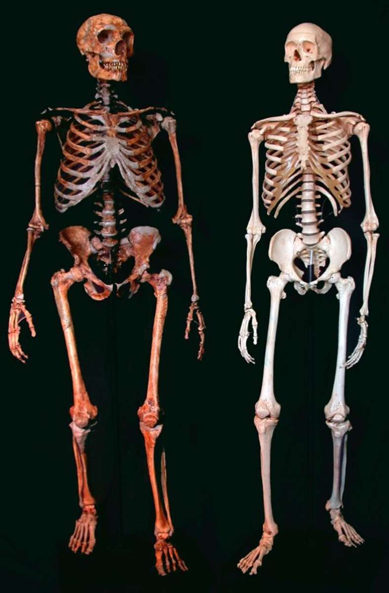Skelette: Das vom Leipziger Max-Planck-Institut für evolutionäre Anthropologie herausgegebene Bild zeigt im Vergleich das robust-untersetzte Skelett eines Neandertalers (links), das deutlich verschieden von dem eines modernen Menschen (rechts) ist.