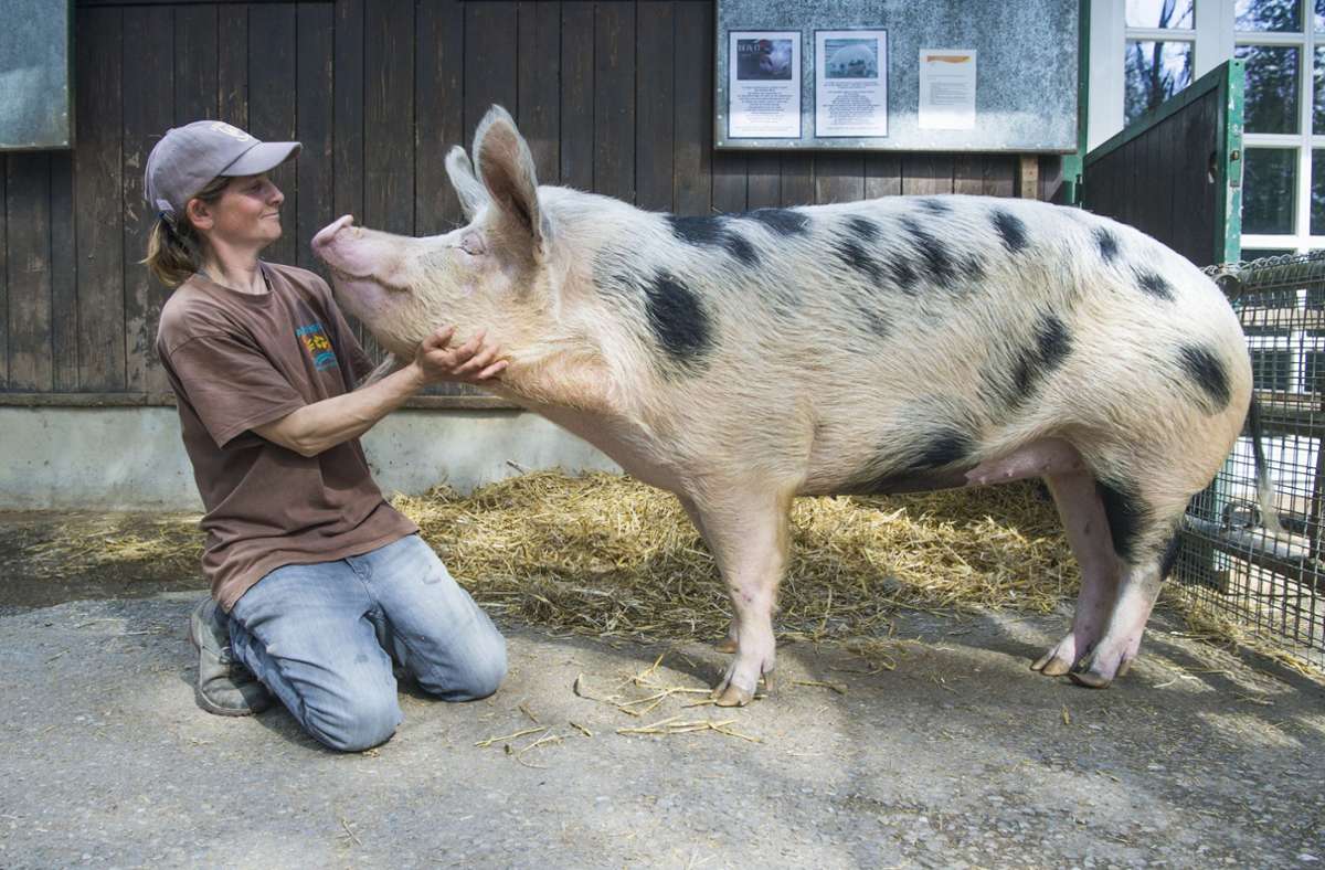 Carmen Weise schätzt an der Schweinedame Frieda ihr freundliches und wissbegieriges Wesen.