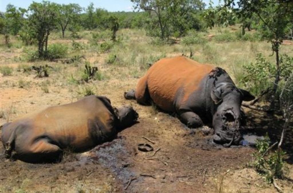Von Wilderern getötete Nashörner liegen im Distrikt Waterberg, 350 Kilometer nordwestlich von Johannesburg, in der Savanne.