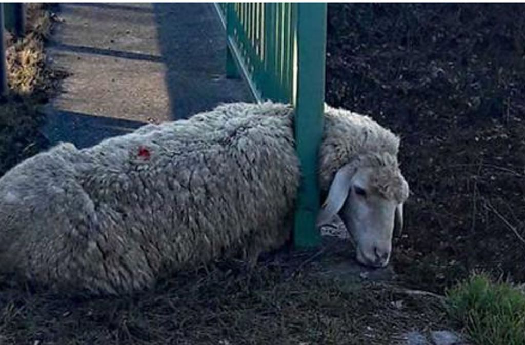 Februar 2019: Dieses Schaf steckte in unmittelbarer Nähe zur B31 bei Freiburg mit dem Kopf in einem Zaun fest. Polizisten konnten das völlig entkräftete Tier zusammen mit der Schäferin aus seiner misslichen Lage befreien. Dem Schaf ging es danach wieder gut.