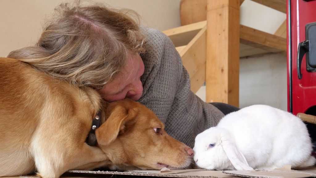 Ungewöhnliche Tierfreundschaft: Kaninchen Cosmea versteht sich bestens mit Hund Sölvie