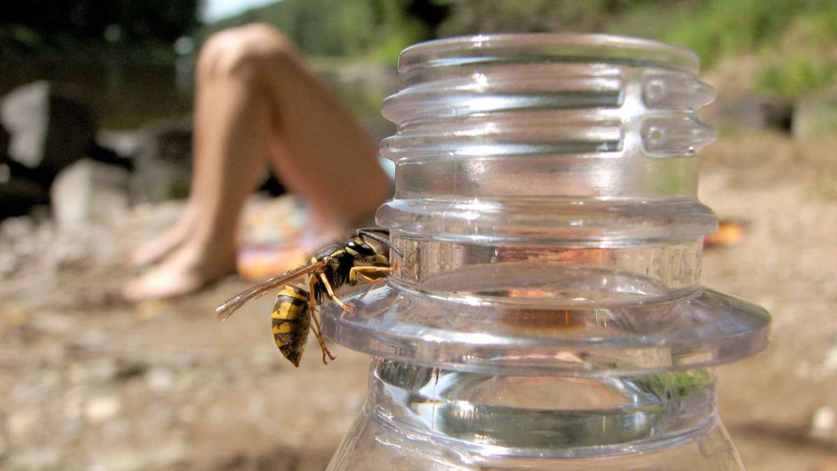 Wespenstiche: Die Wespe sticht zu – was hilft jetzt?