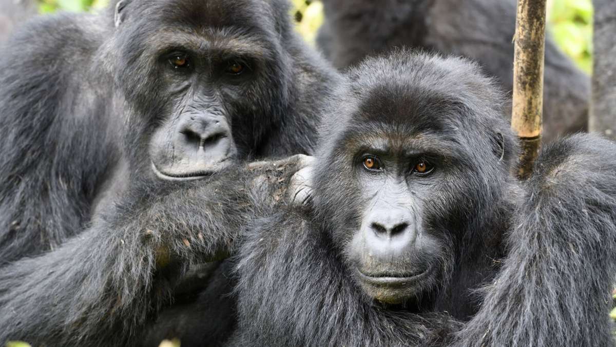 Spenden der Wallstreetbets-Community: Wie Reddit-Nutzer Tausende Gorillas schützen