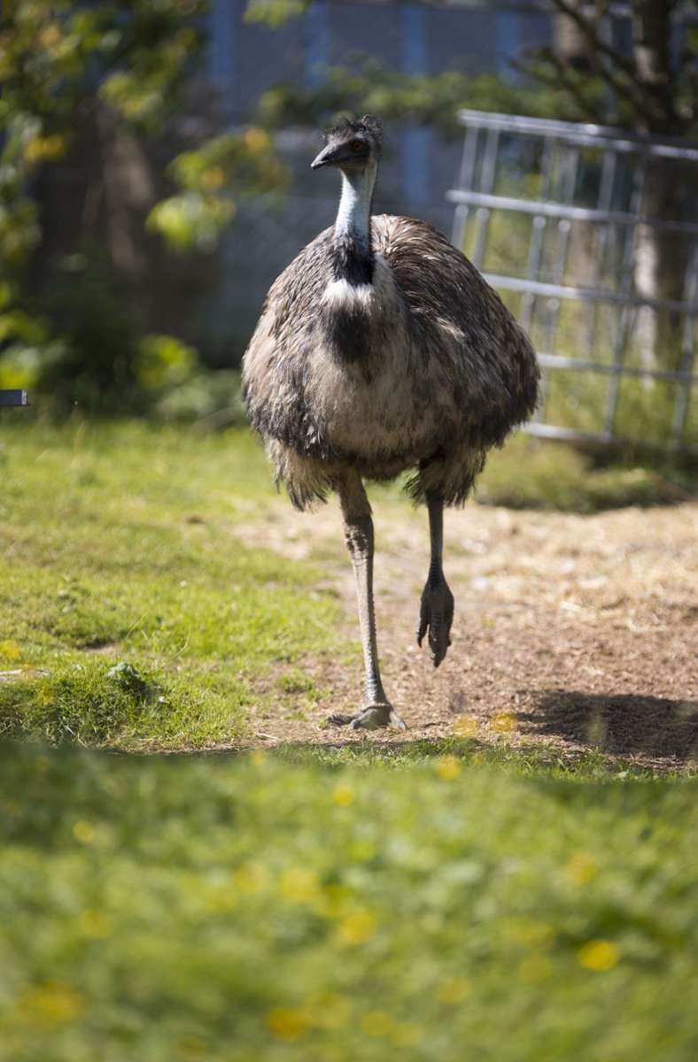 Zwei Emus fungieren als Aufpasser bei den Kängurus.