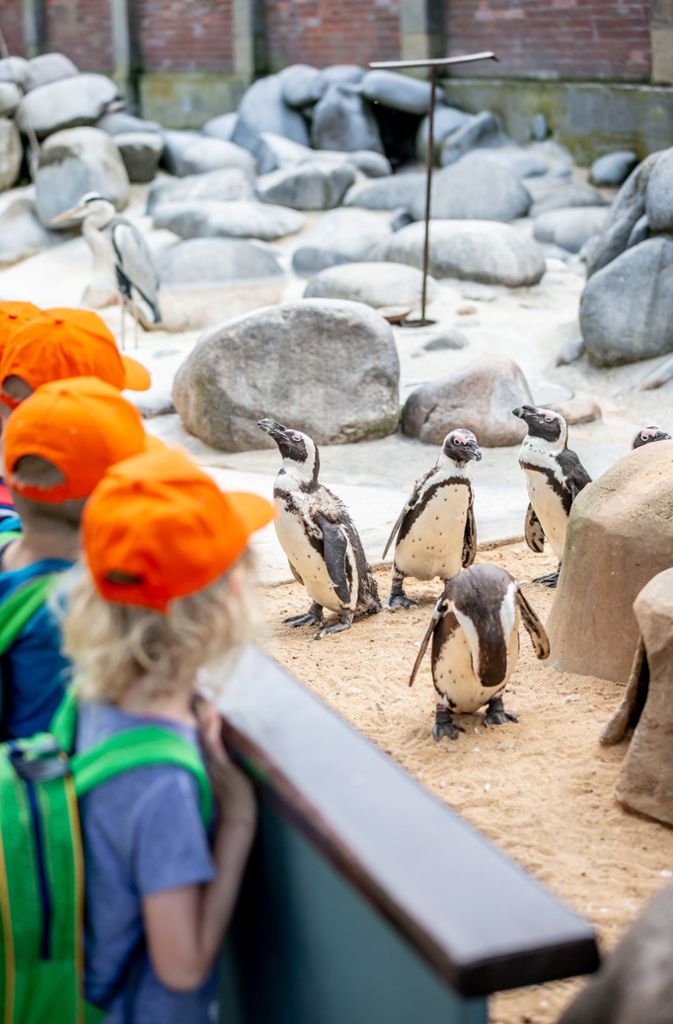 Die Pinguine in der Wilhelma sind immer ein Spektakel – nicht nur für Kinder.