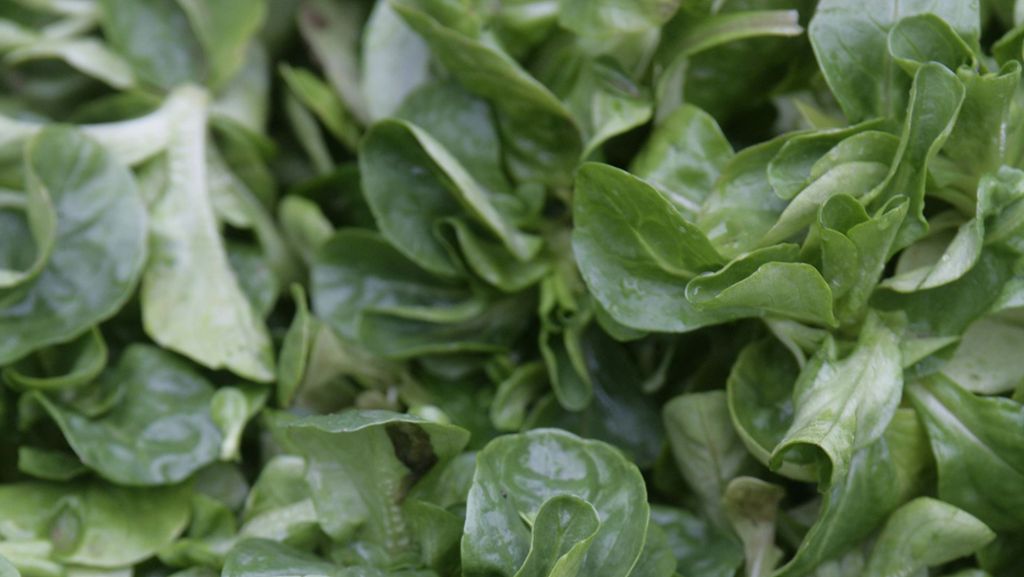 Saisonkalender Dezember: Feldsalat – fünf Fakten über den Salat Nummer eins