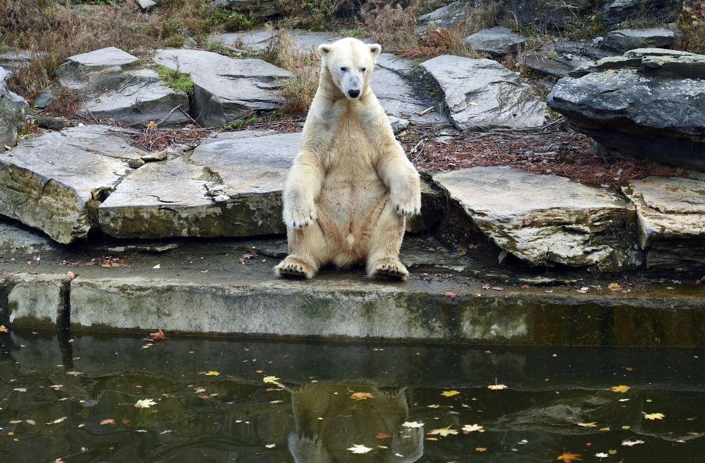 Eisbär Wolodja sitzt im Tierpark in Berlin in seinem Gehege. Er ist der Vater der neugeborenen Zwillinge