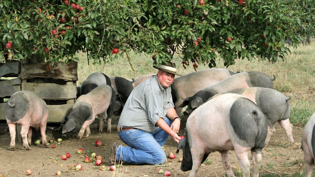 Hällisches Landschwein: In Hohenlohe bringen Schweine Glück